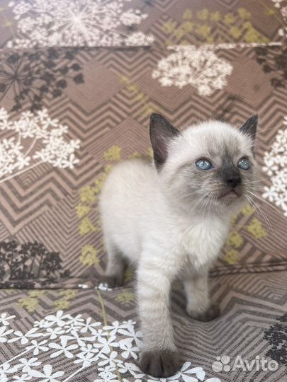 Милые котики для души бесплатно