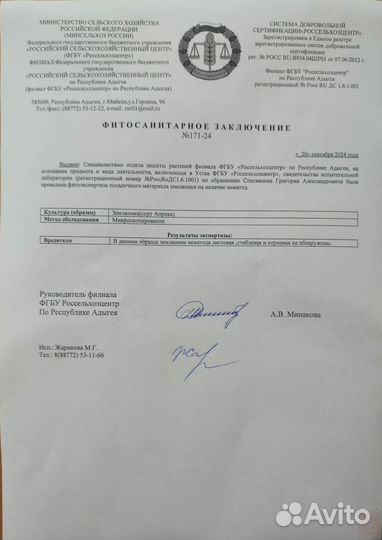 Рассада клубники Сенсация А+