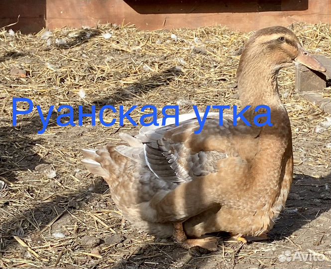 Руанская утка