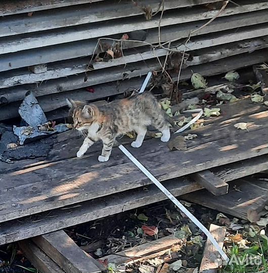 Котята в добрые руки бесплатно