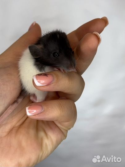 Ласковые и ручные крысята дамбо есть доставка