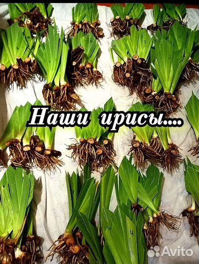 Ирисы бородатые