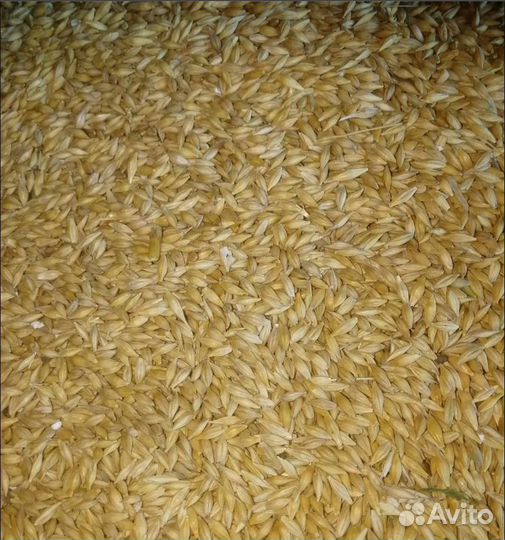 Ячмень яровой, Пшеница озимая корма