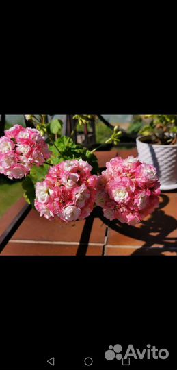 Пеларгония герань сортовая