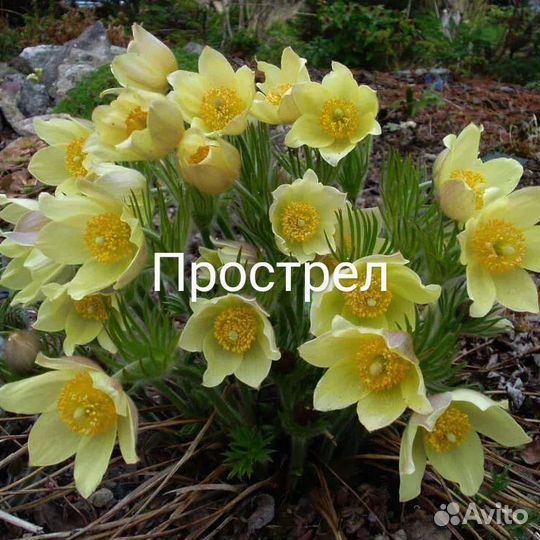 Семена прострела