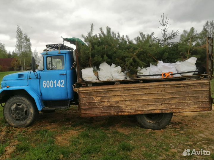 Саженцы сосны ели пихты туи и др пород