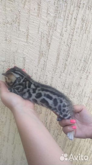 Бенгальские котята