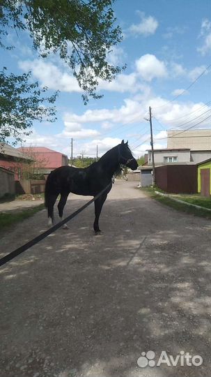 Лошадь