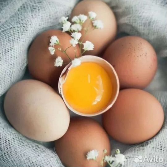 Домашние куриные яйца