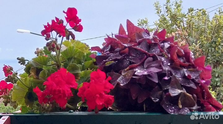 Кислица (Oxalis)