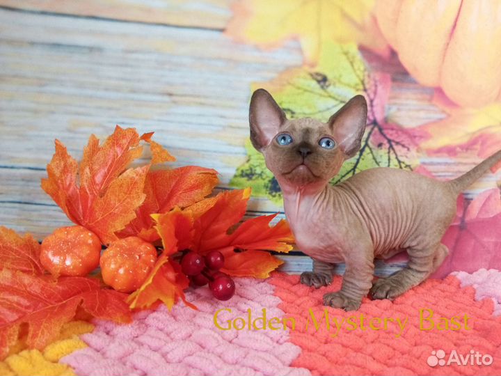 Сфинкс Бамбино