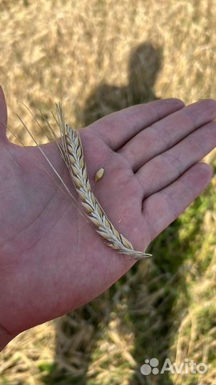 Ячмень пивоваренный