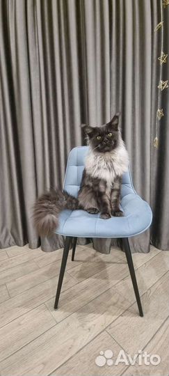 Кот мейн-кун вязка