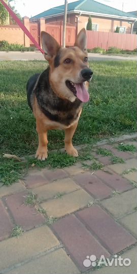 Собака в добрые руки отдам бесплатно