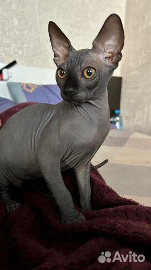 Донской сфинкс