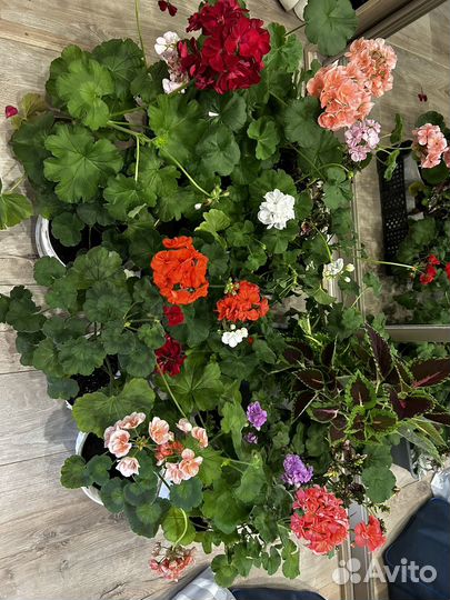 Комнатные цветы, герань, колеус, традесканция