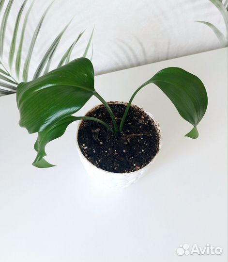 Эухарис амазонская лилия в горшке