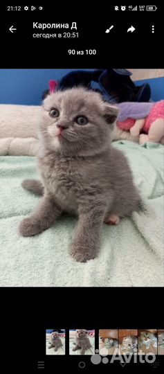 Продам котят