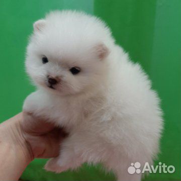 Шпицы мишки белые