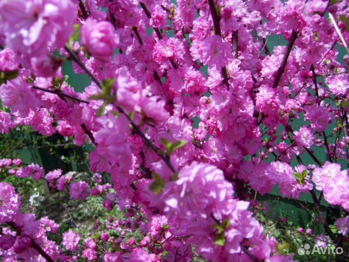 Луизеания - Миндаль Танюша