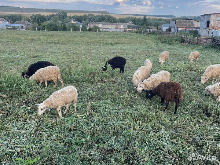 Овцы ягнята