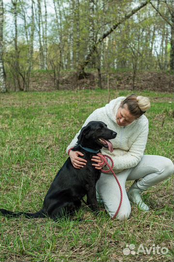 Красавец-пёс из приюта ищет дом