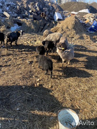 Рабочее Стадо баранов