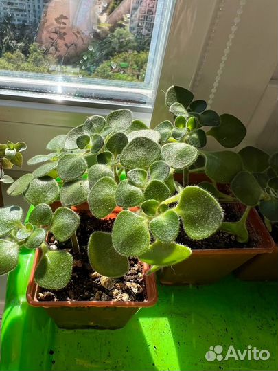 Аихризон (Дерево любви) и алое