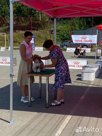 Бивер вязка