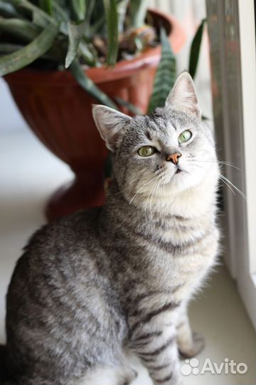 Кот в добрые руки