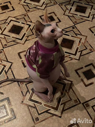 Канадский сфинкс