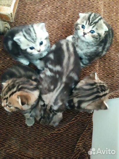 Шотландские котята