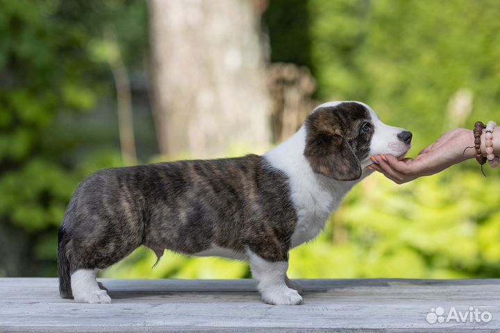 Вельш-корги кардиган