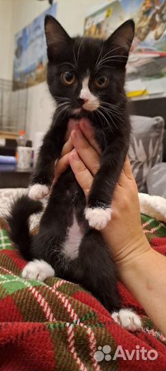 Котенок в добрые руки