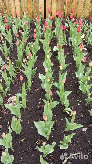 Луковицы тюльпанов