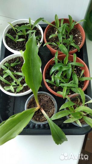 Хлорофитум грин оранж