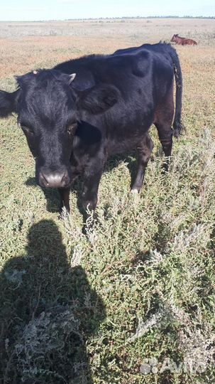 Телочка 8 месяцев