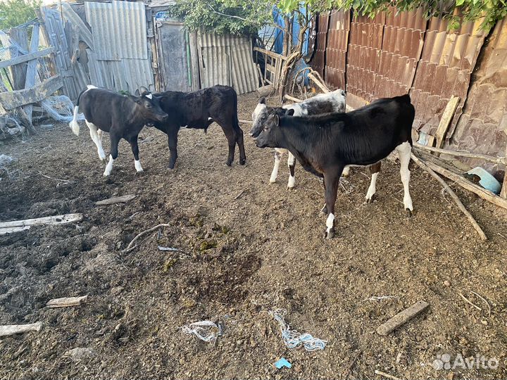 Бычки и телята