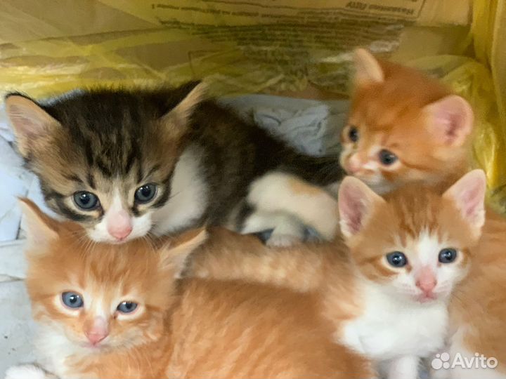 Котята в добрые руки