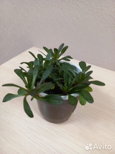 Живучка Чоколат Чипс