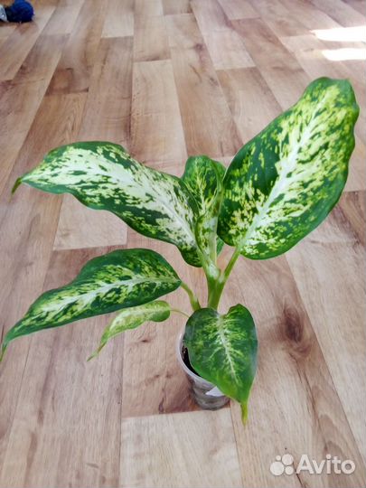 Диффенбахия