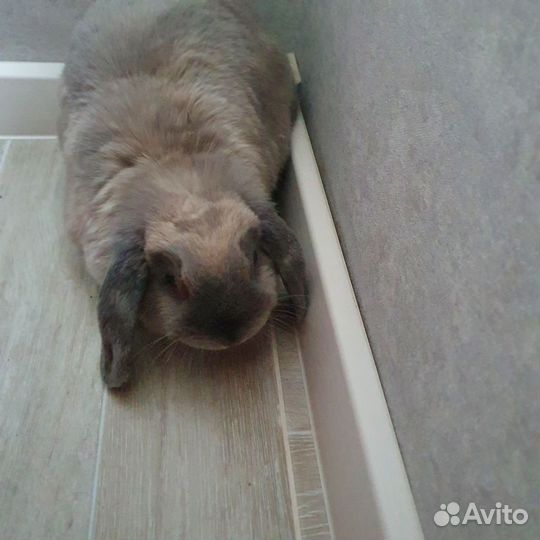 Декоративные кролики