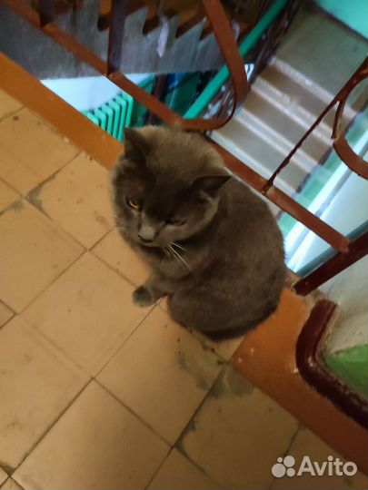 Нашли кошку