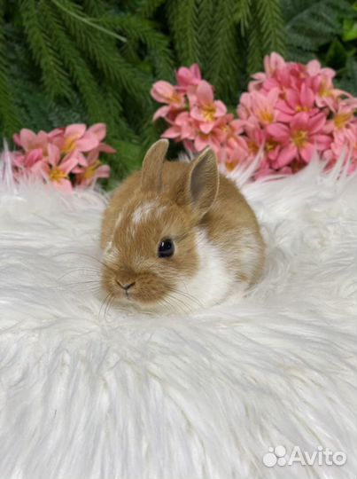 Цветной карлик