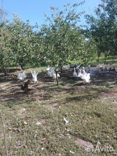 Домашняя птица