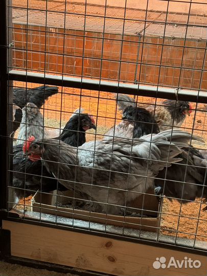 Грюнлегер петух