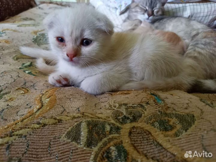 Потерялась белая вислоухая кошечка