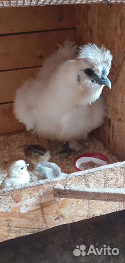 Кша инкубационное яйцо