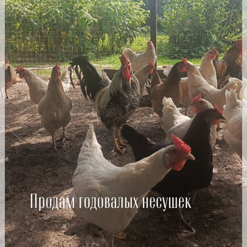 Куры несушки продам