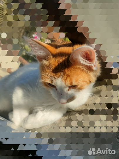 Котёнок Сёма :)